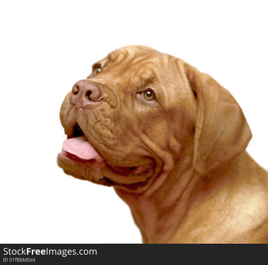 A portrait of the Mastiff from Bordeaux on a white background. A portrait of the Mastiff from Bordeaux on a white background.