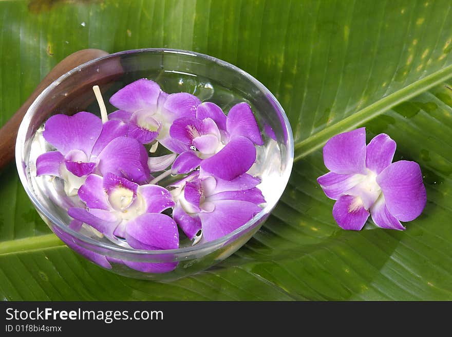 Spa objects on white background. Spa objects on white background