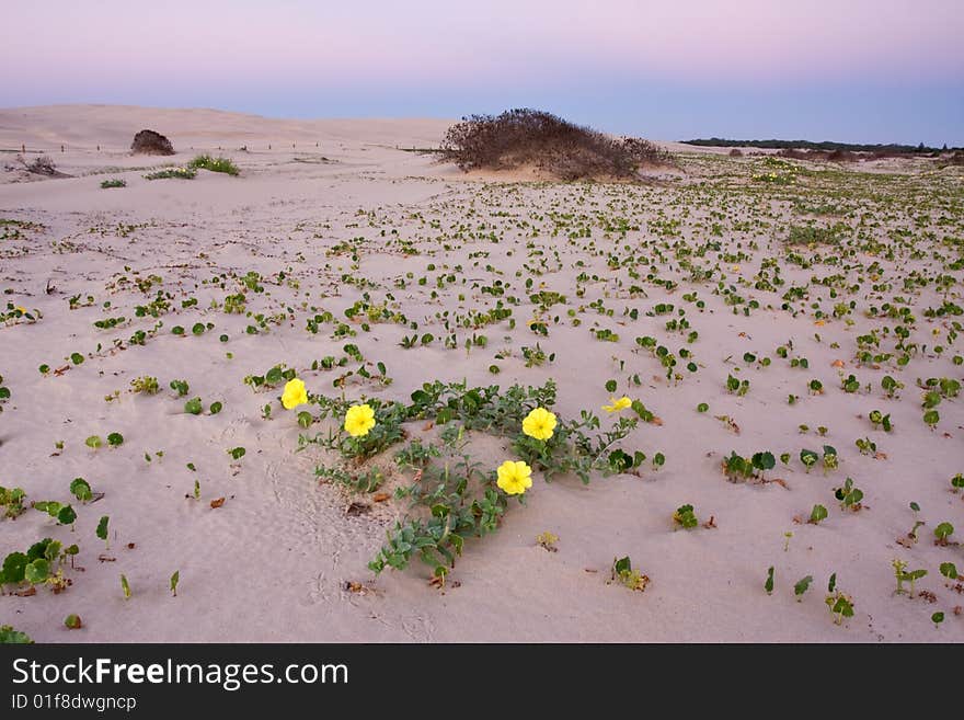 Stockton dunes at Anna Bay in NSW, Australia. Taken shortly after sunset. Stockton dunes at Anna Bay in NSW, Australia. Taken shortly after sunset.