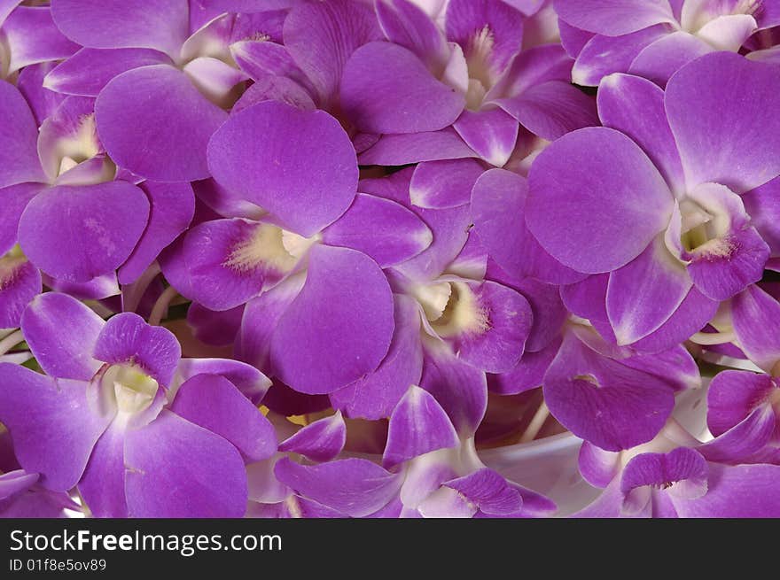 Close-up of pink orchid