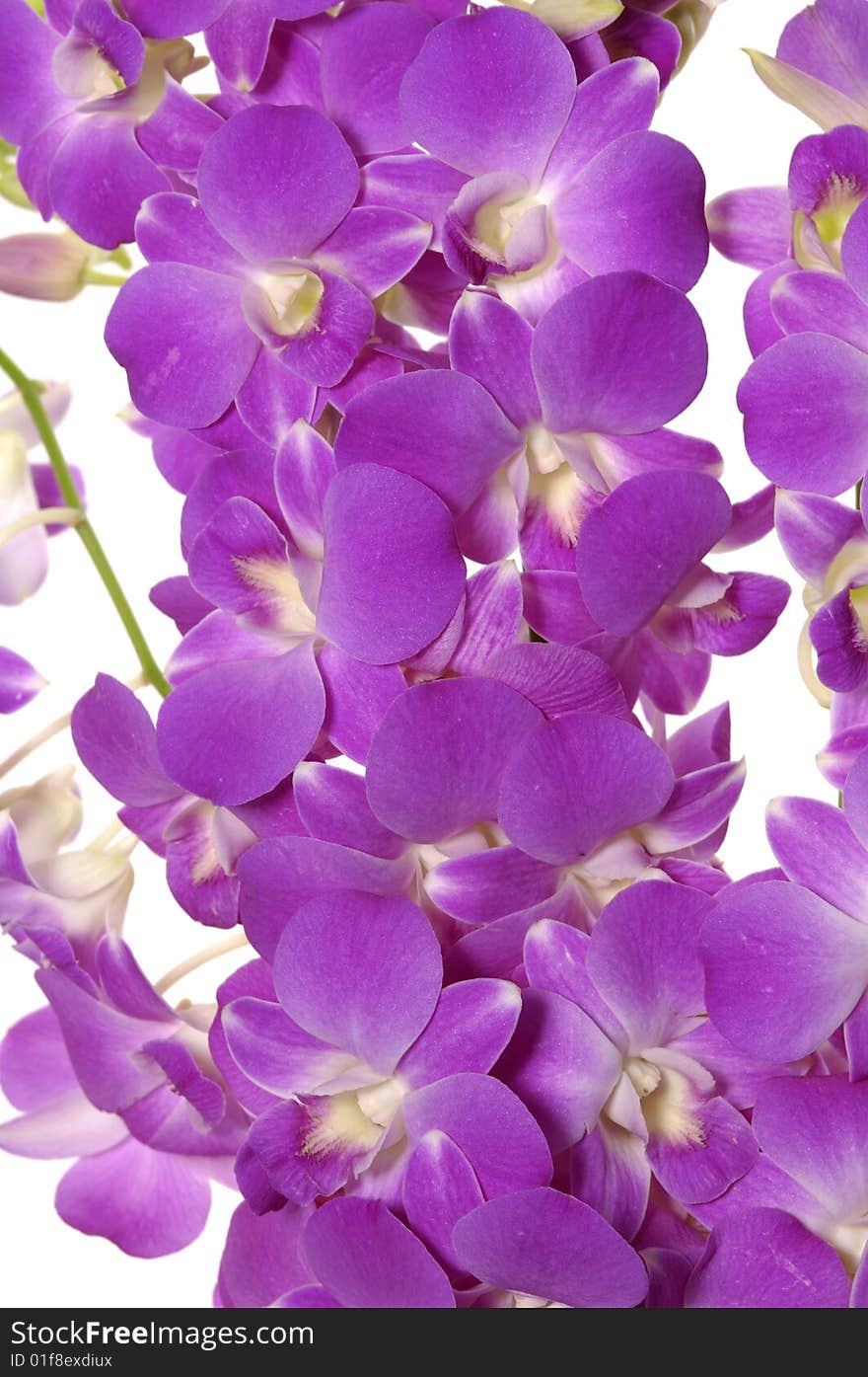 Close-up of pink orchid