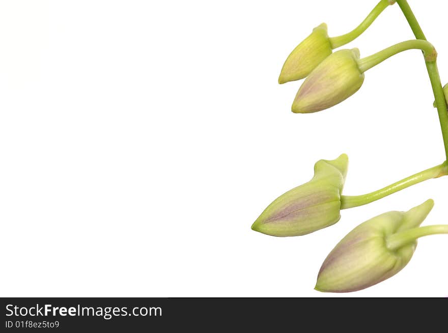 Green bud isolated on white