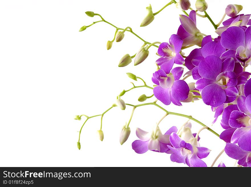 Beautiful purple orchid on white. Beautiful purple orchid on white