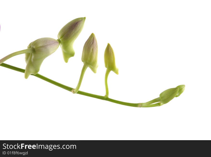 Green bud isolated on white