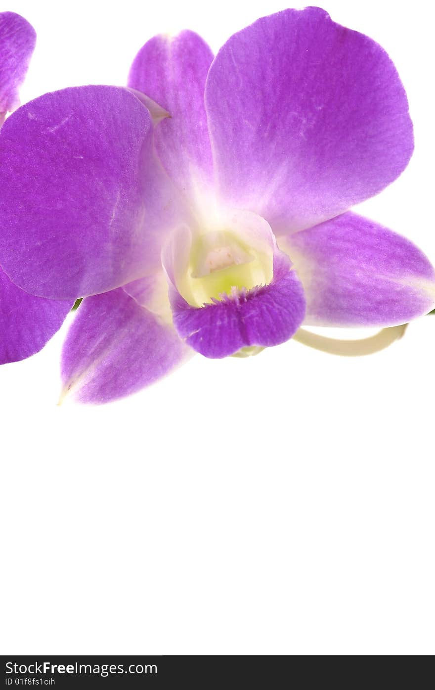 Beautiful purple orchid on white. Beautiful purple orchid on white