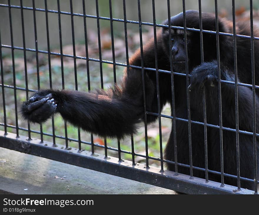 white-browed gibbon