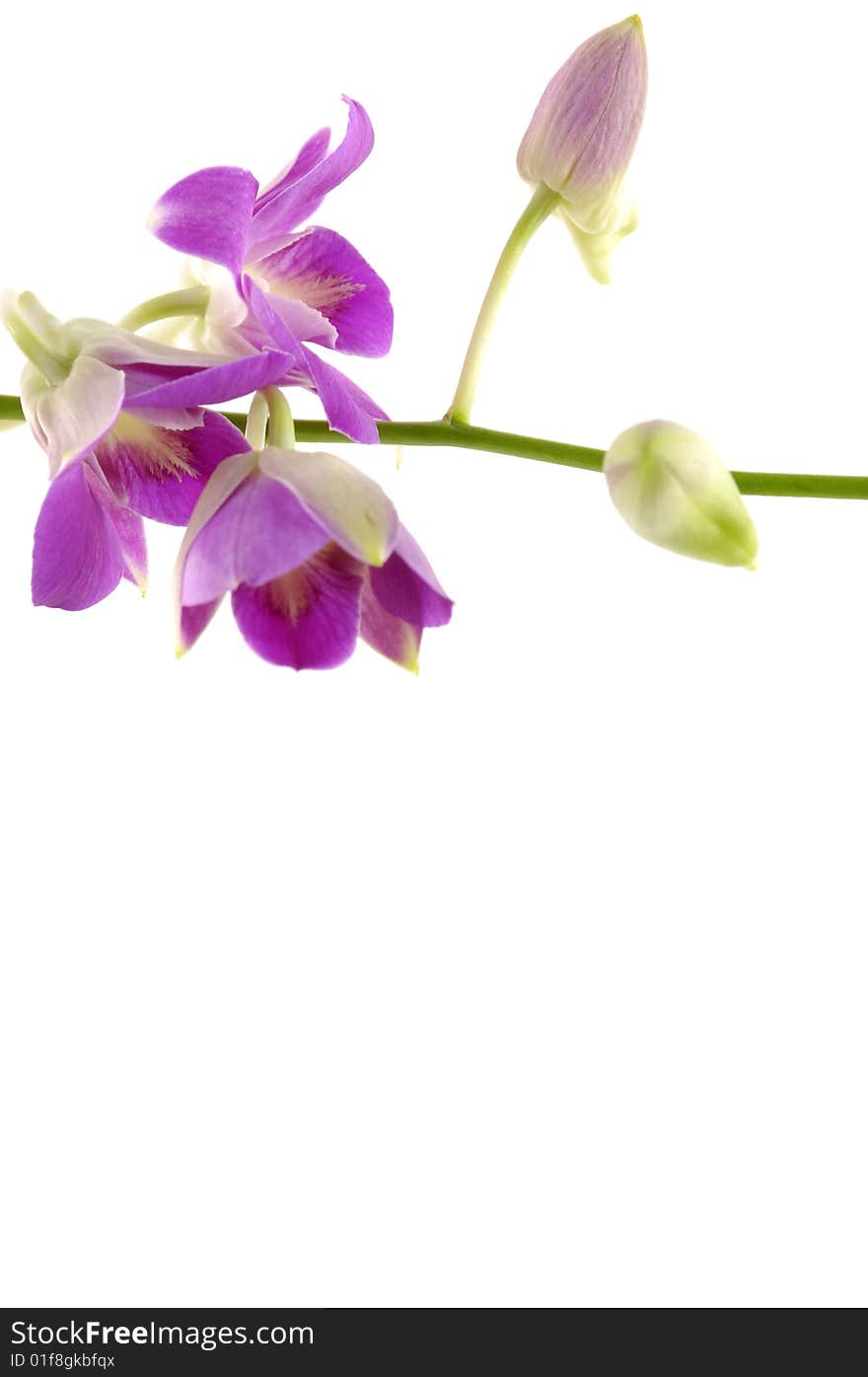 Beautiful purple orchid on white. Beautiful purple orchid on white