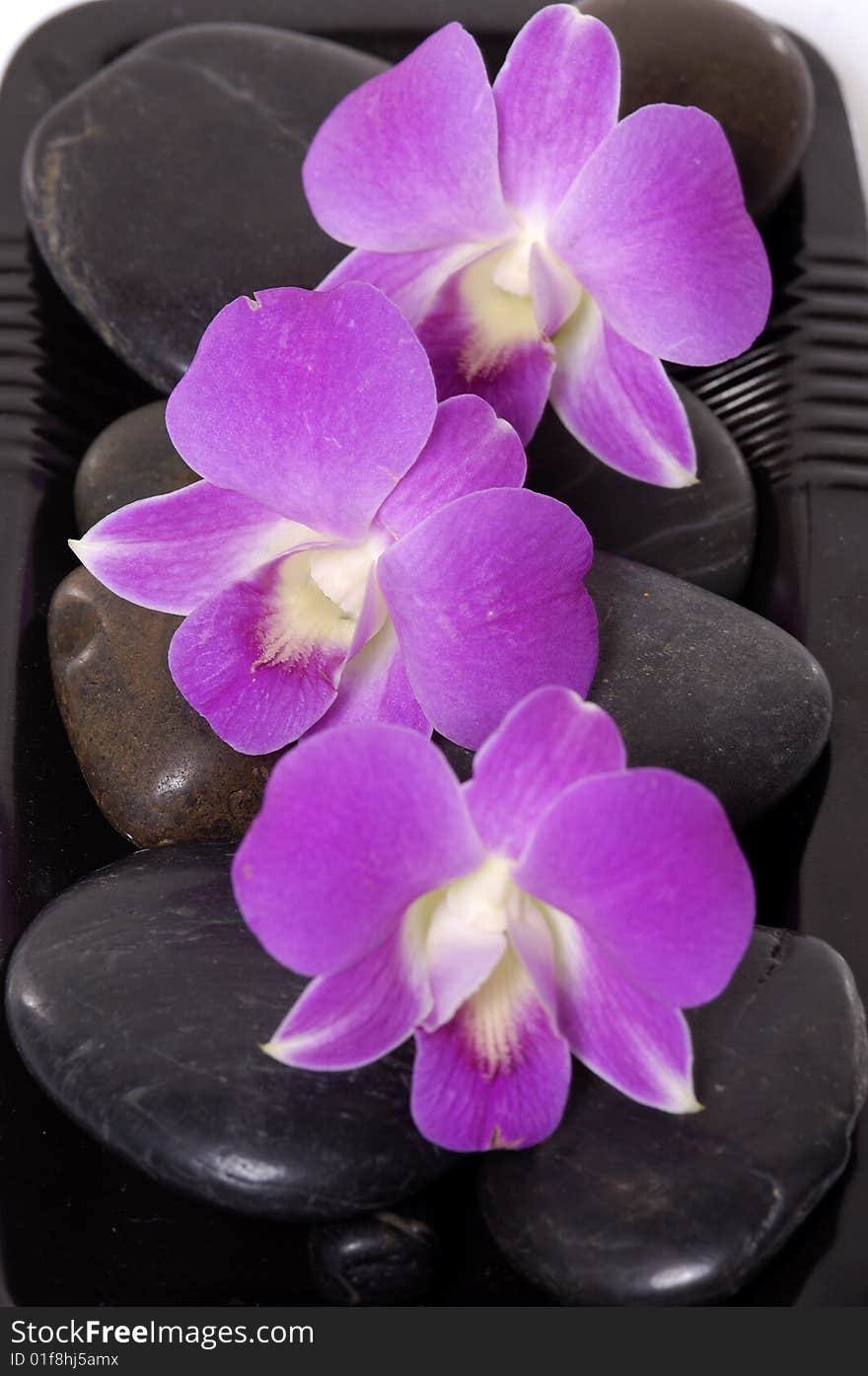 Beautiful purple orchid and black stone. Beautiful purple orchid and black stone