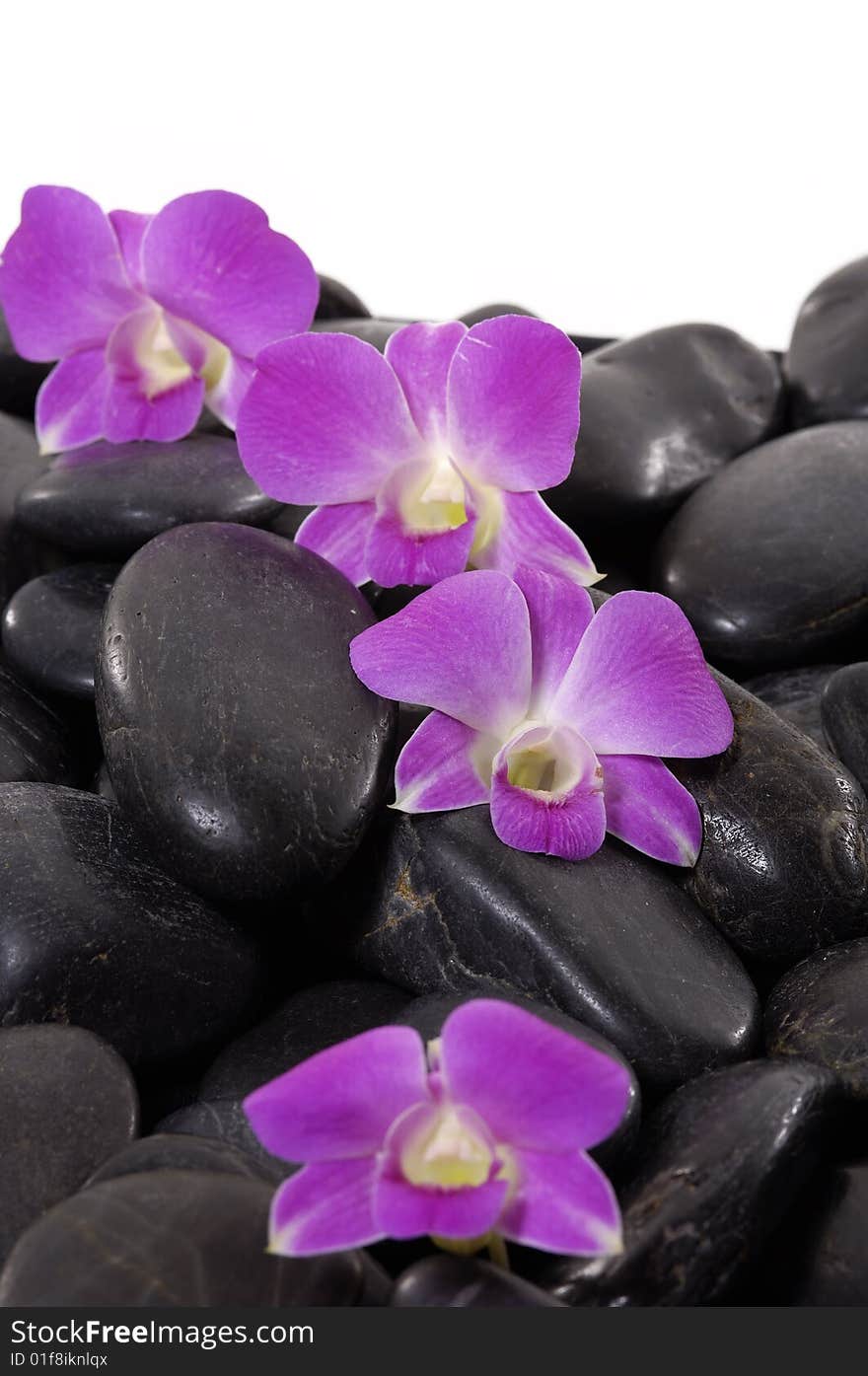 Beautiful purple orchid and black stone. Beautiful purple orchid and black stone