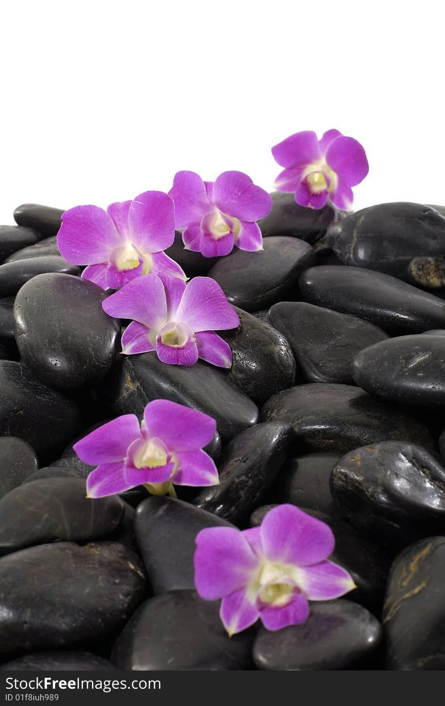 Beautiful purple orchid and black stone. Beautiful purple orchid and black stone