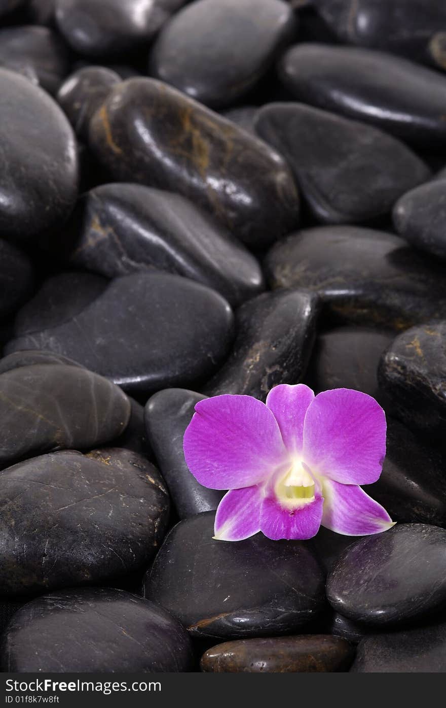 Beautiful purple orchid and black stone. Beautiful purple orchid and black stone