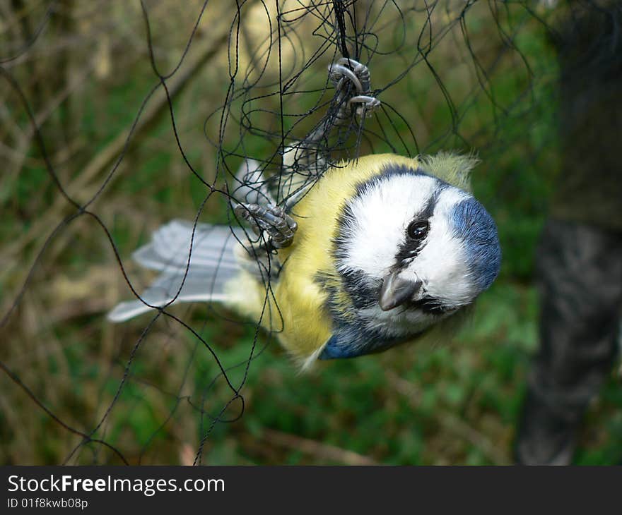 Blue tit neted for ringing