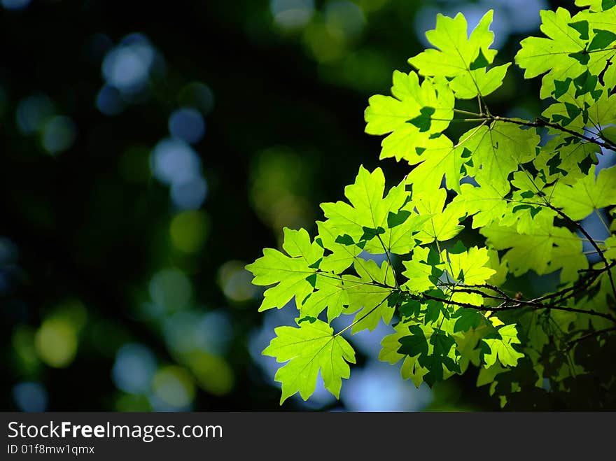 Green leaves background in sunny day