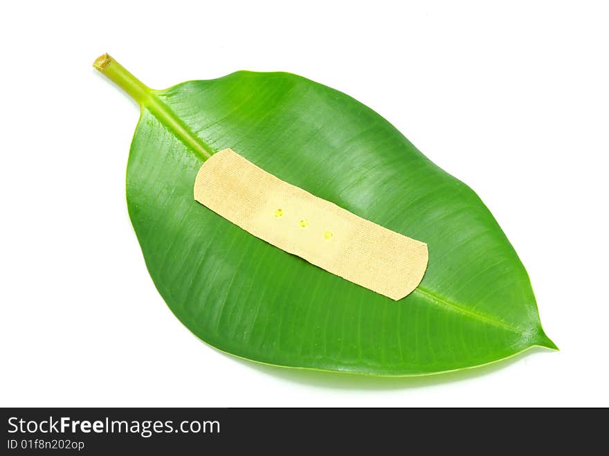 Green leaf isolated on a white