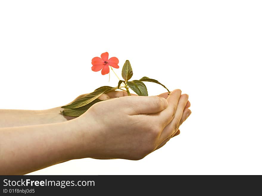 Hand holding a growing flower isolated on white