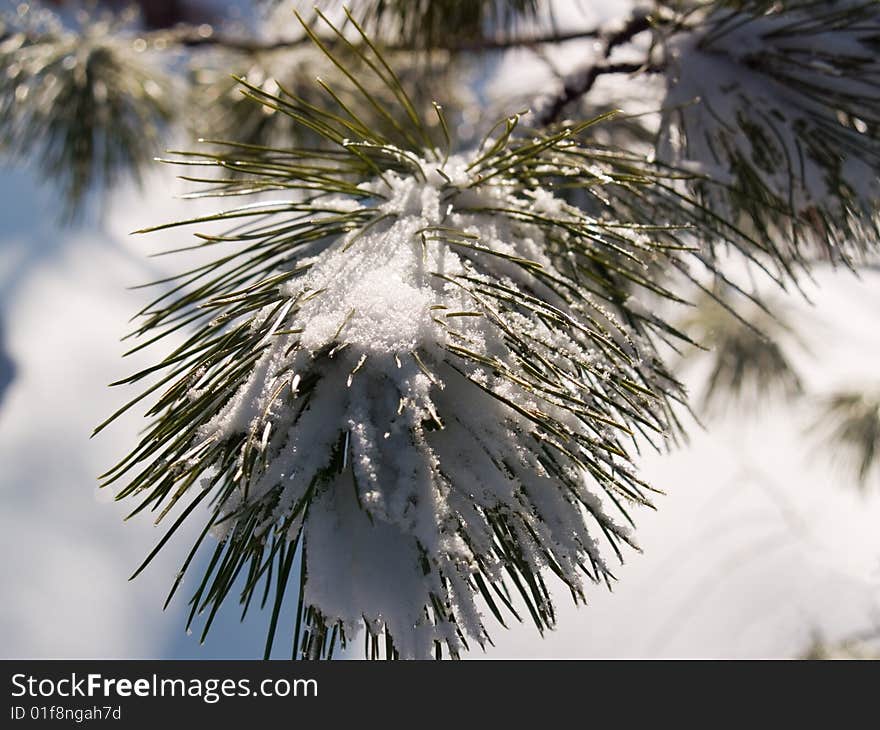 Branch of the cedar