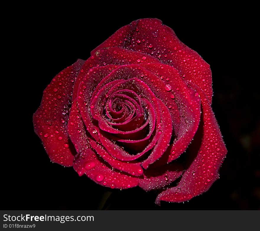 Red rose isolated on black background