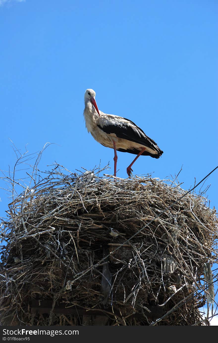 Stork In Nest