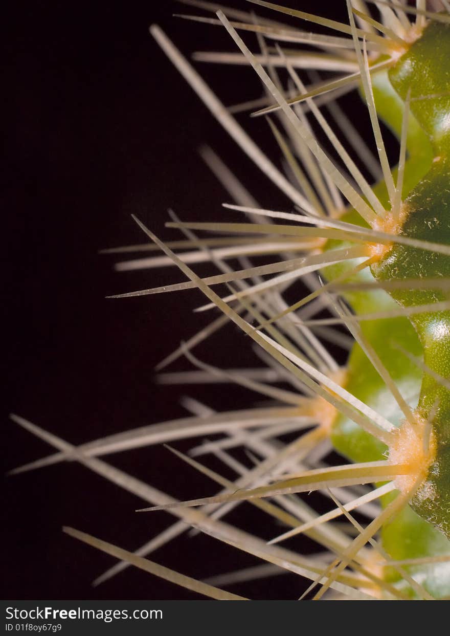 Prickles Of Cactus Over Black In Macro. Prickles Of Cactus Over Black In Macro