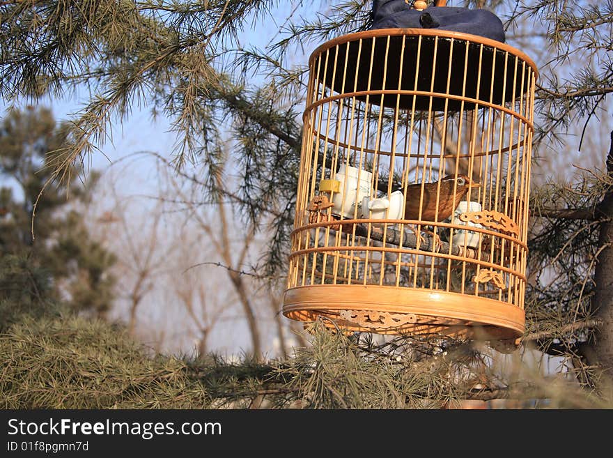 The birdcage hung in a pine.