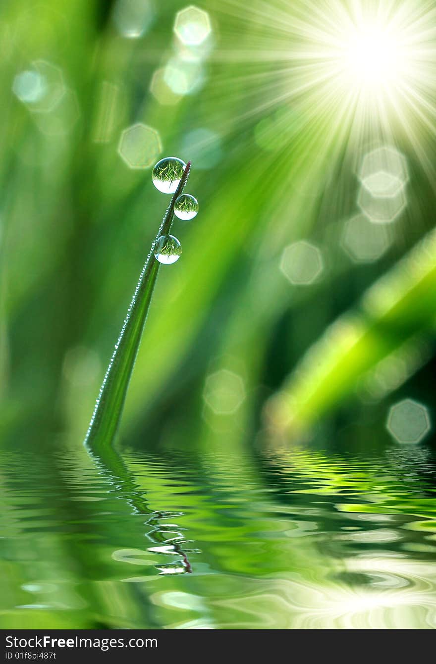 Fresh Grass With Dew Drops Close Up