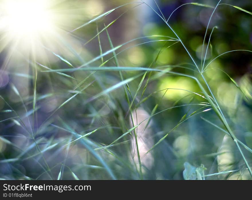 Green grass meadow with bright sun