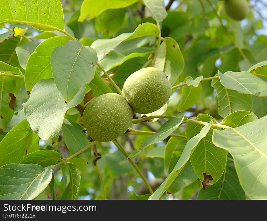 Green walnut on a tree branch