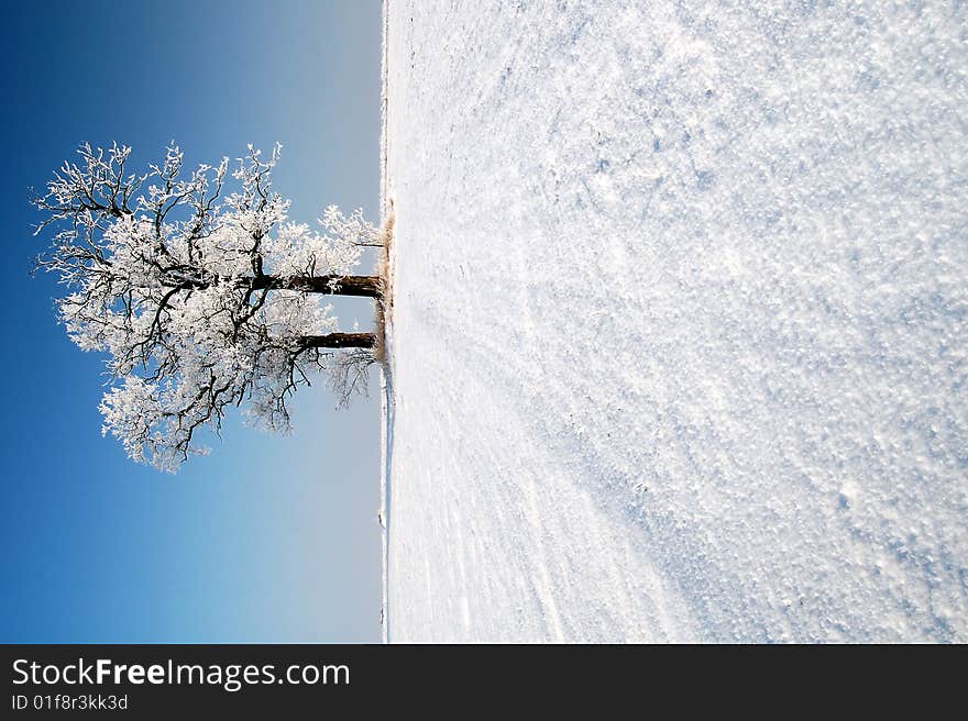 Frozen Tree