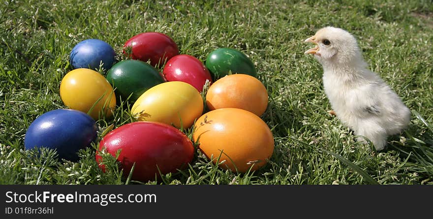 Easter eggs and chicken on the grass