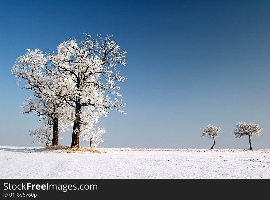 Winter landscape with two trees. Winter landscape with two trees.