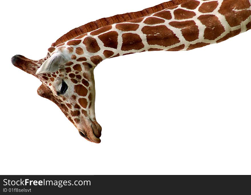 Giraffe isolated on a white background.