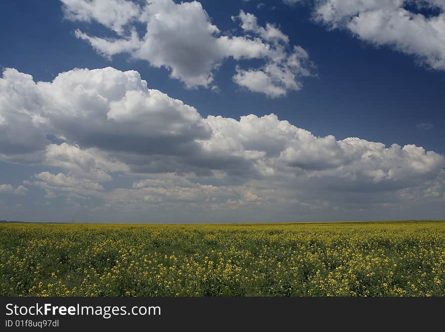 Rape field