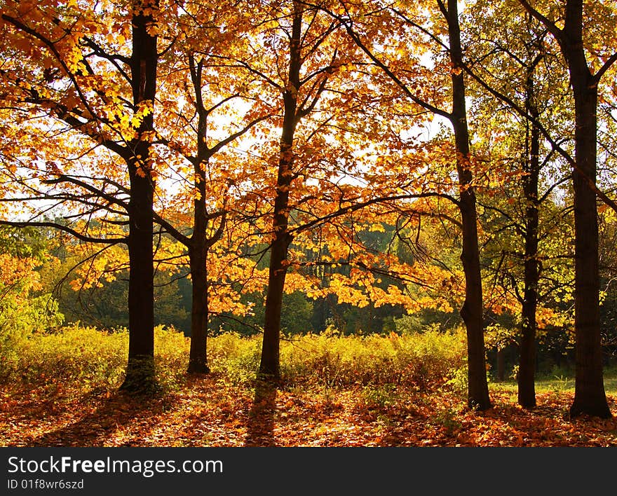 Autumn in the park on sunny day