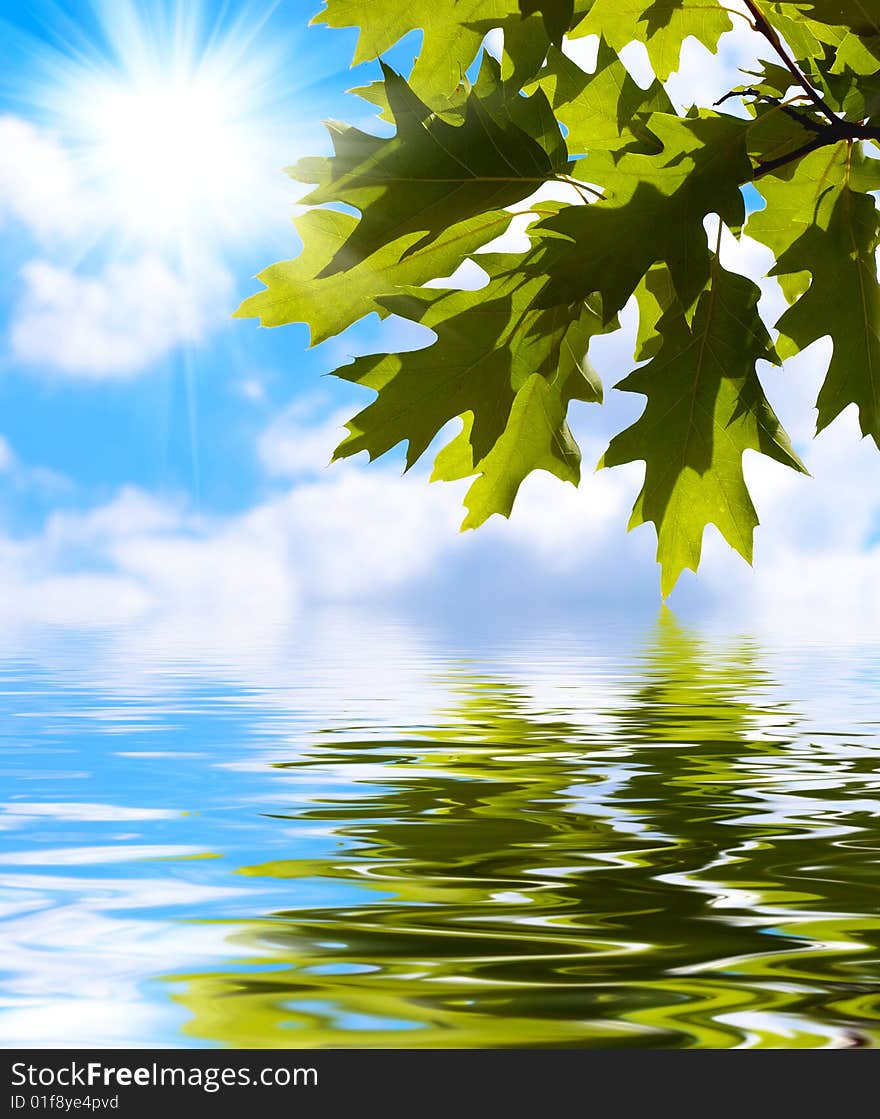 Green leaves reflecting in the water on blue sky background