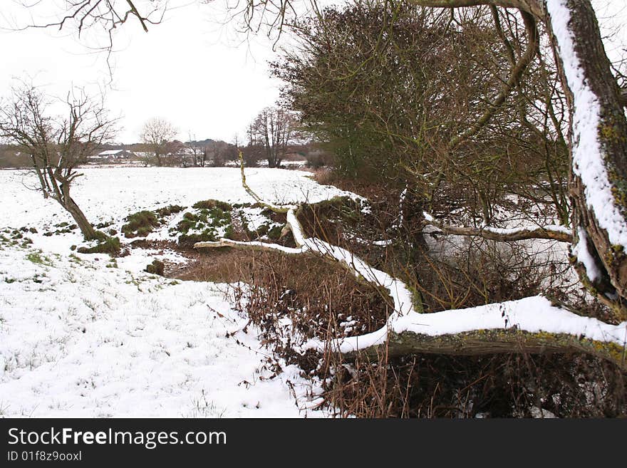 Snow in the woods, and a fallen tree. Snow in the woods, and a fallen tree