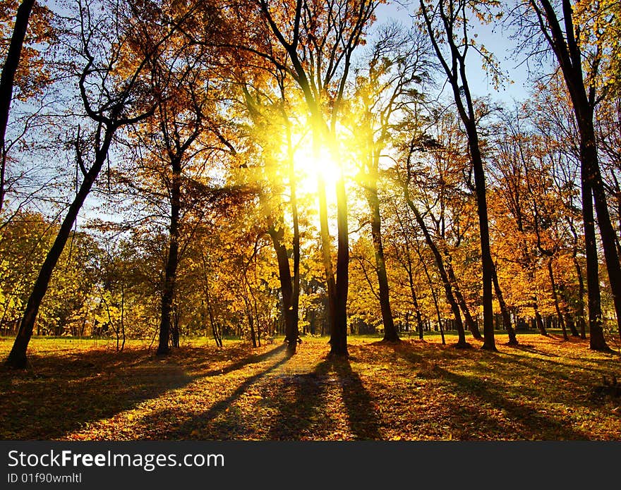 Autumn in the park on sunny day