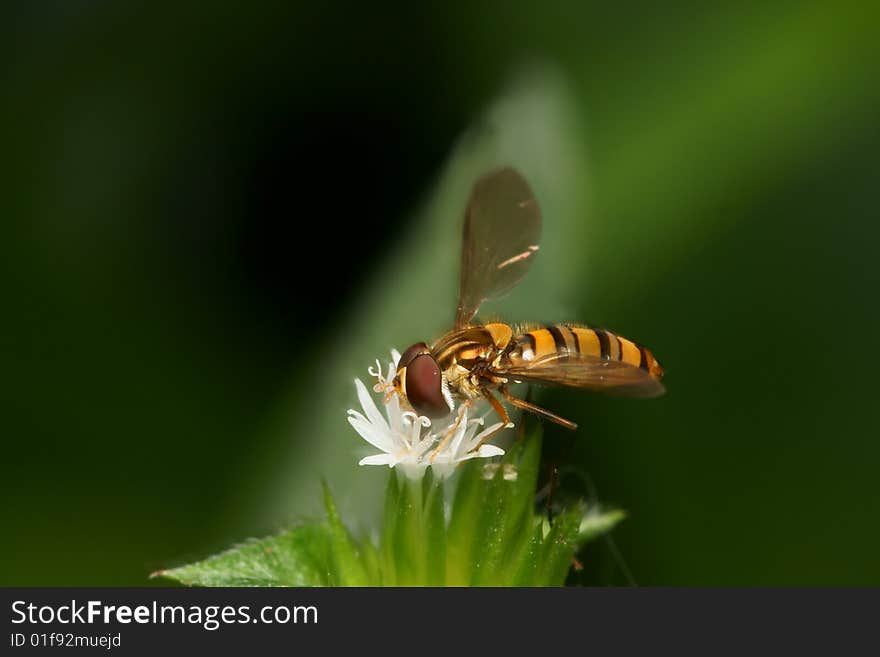 Hoverfly looking for pollen