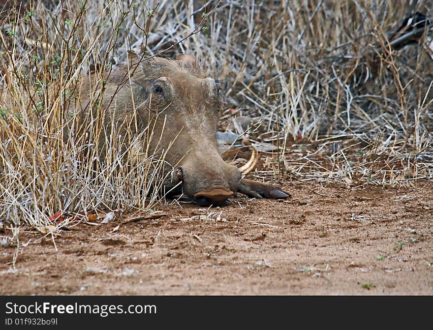 A wild boar lying against a background of bushes. A wild boar lying against a background of bushes