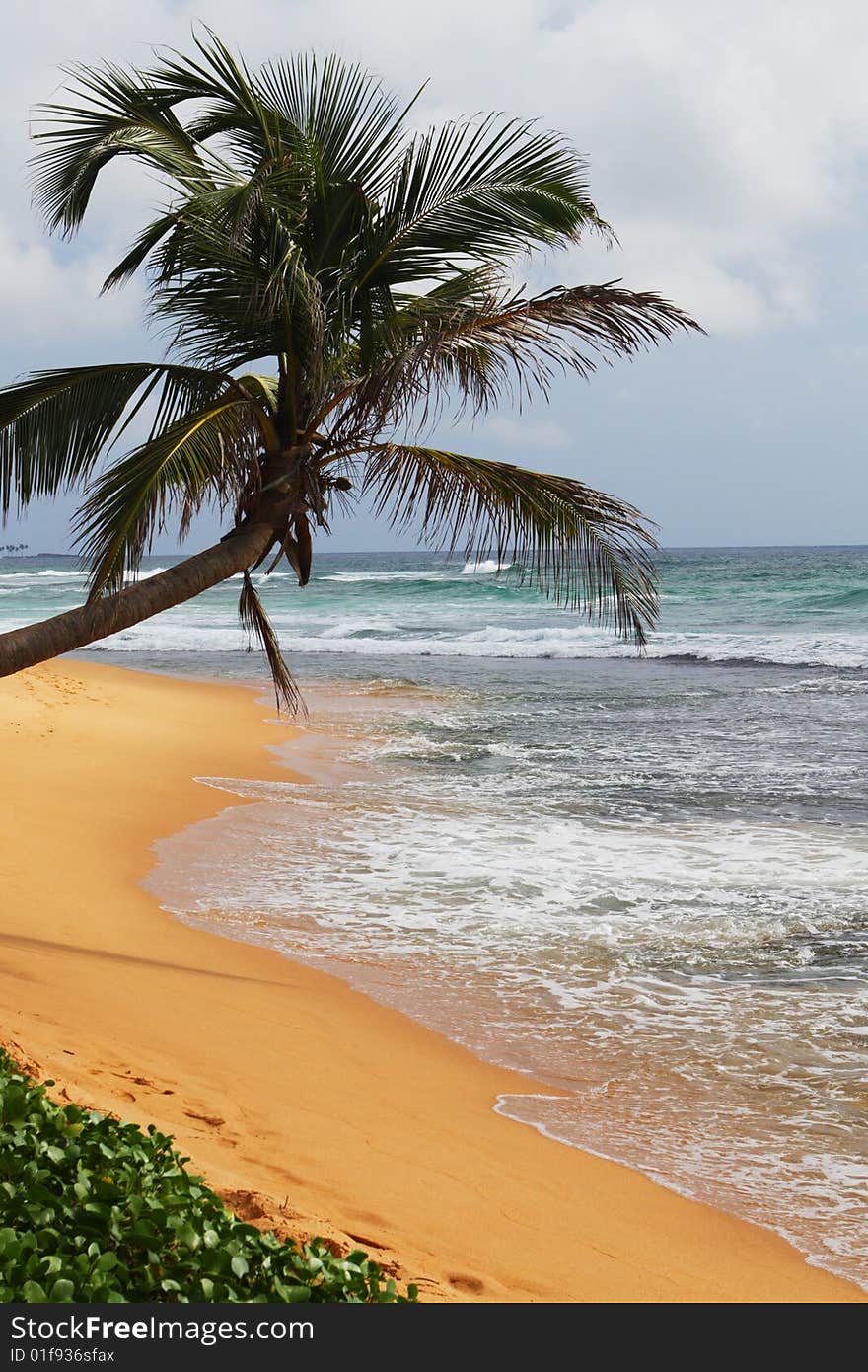 Palm tree on yellow sand, an ocean coast. Palm tree on yellow sand, an ocean coast