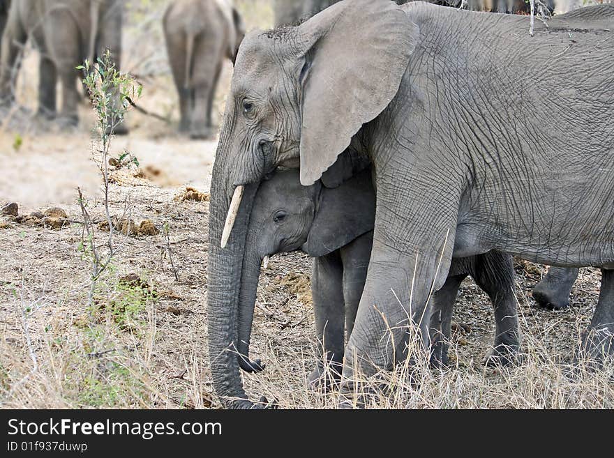 Elephant and an elephant calf are in the African reserve. Elephant and an elephant calf are in the African reserve