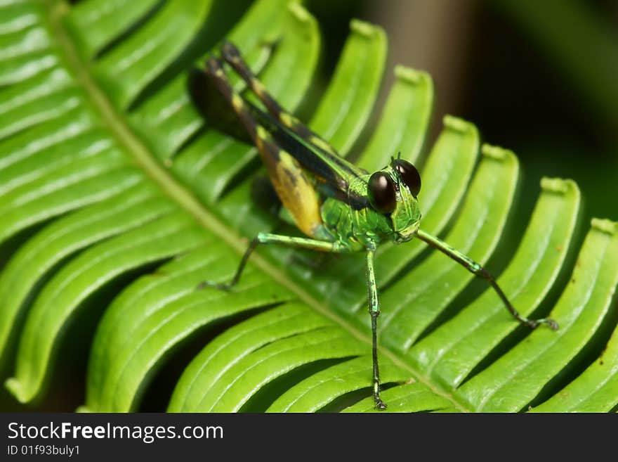 Colorful Grasshopper macro