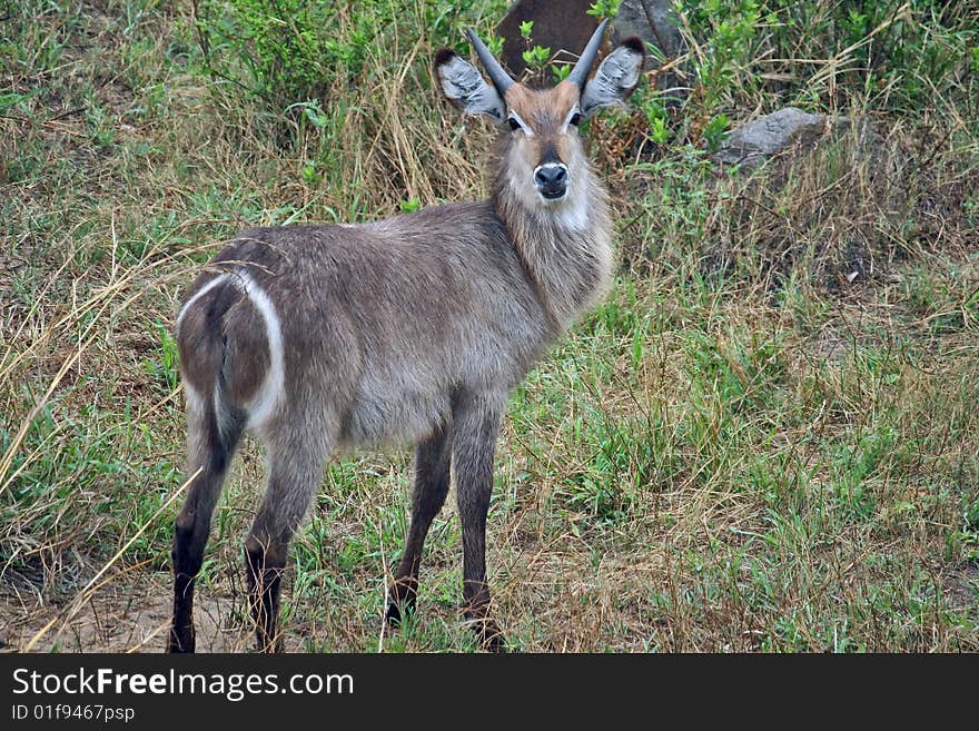 The African antelope Kobus ellipsiprimus is against a background of yellow and green grass. The African antelope Kobus ellipsiprimus is against a background of yellow and green grass