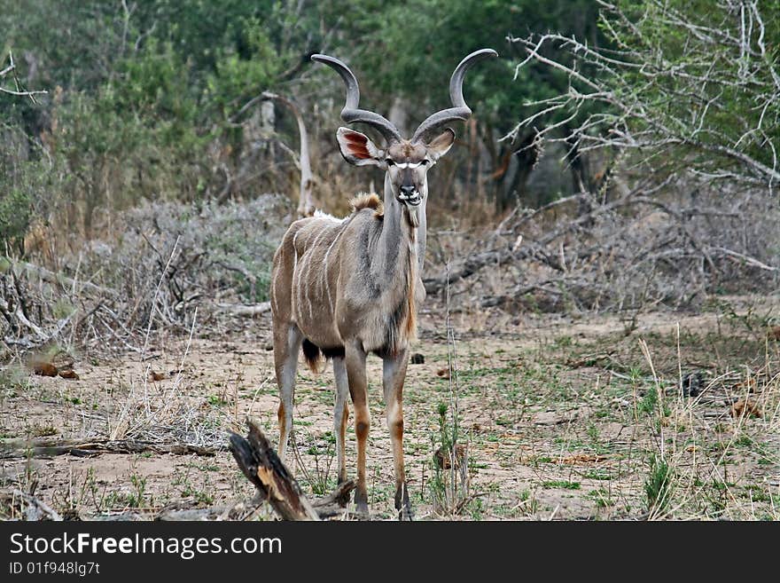 The African antelope Kudu is against a background of bushes and trees. The African antelope Kudu is against a background of bushes and trees