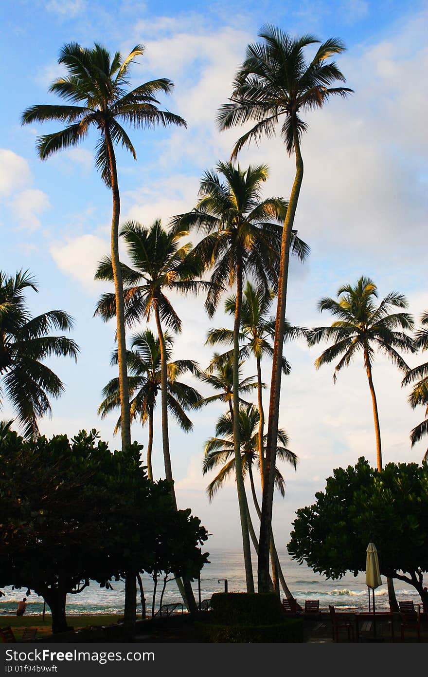 Palm Trees At A Sun Rise, An Ocean Coast