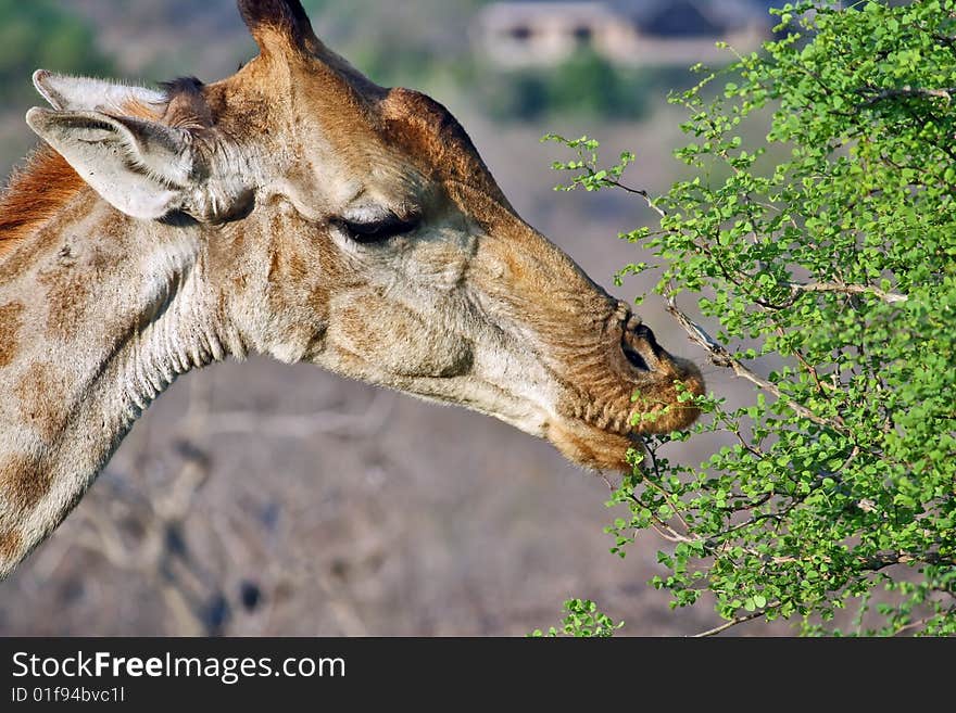 Head of giraffe eating tree leaves. Head of giraffe eating tree leaves