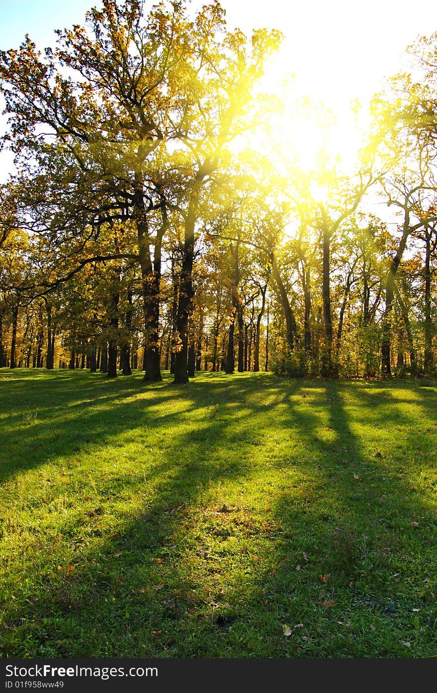 Autumn in the park on sunny day