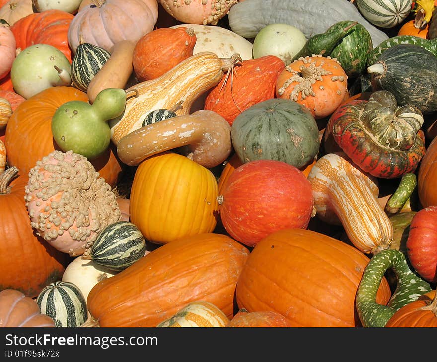 Pumpkins and gourds as background. Pumpkins and gourds as background