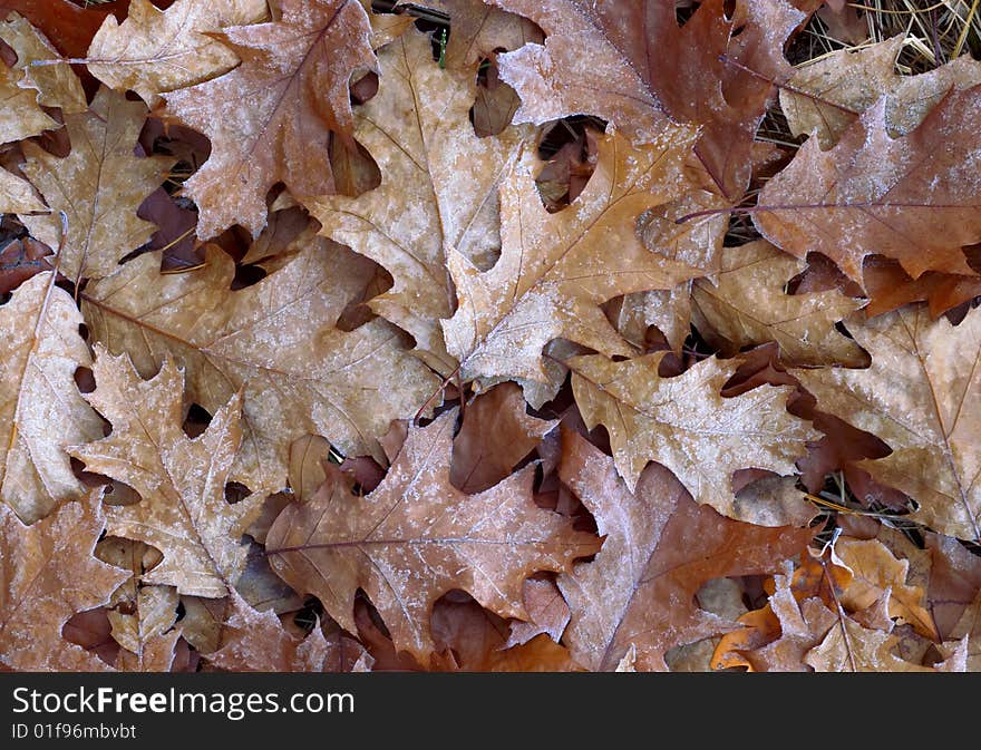 Autumn brown oak leaves background. Autumn brown oak leaves background