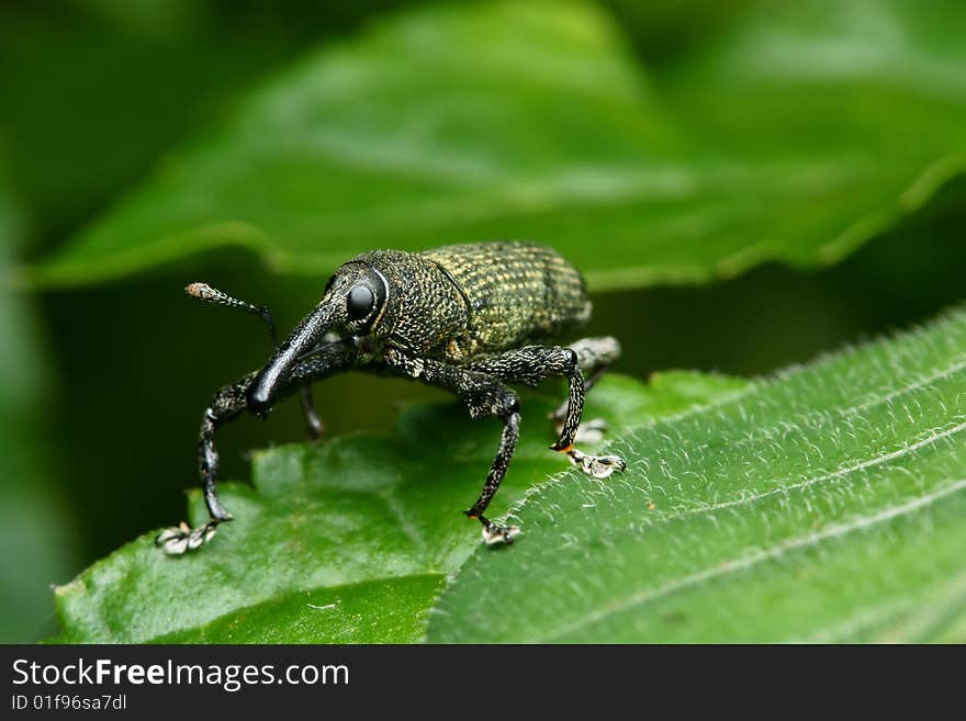 Weevil Macro On Green Leaf