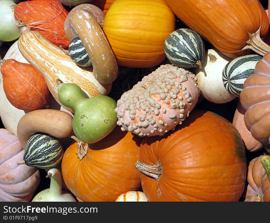 Pumpkins and gourds as background. Pumpkins and gourds as background